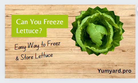 Can You Freeze Lettuce?